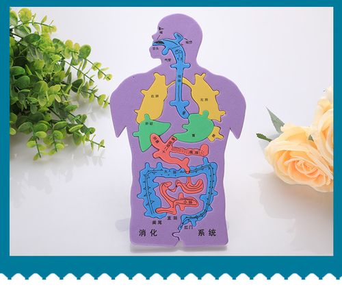 小制作 人体消化系统拼图,eva人体内脏模型拼图 教学用具diy